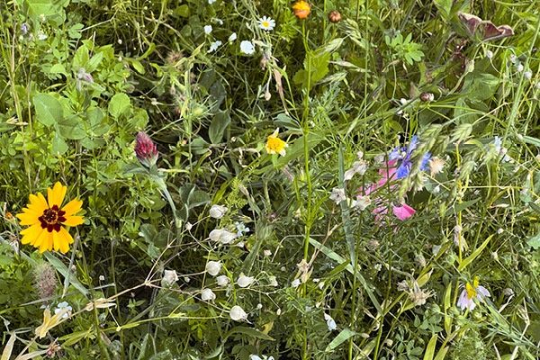 340_294_unternehmen_blumenwiese.jpg
