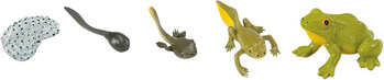 Produktbild von Lebenszyklus Frosch 5 Teile