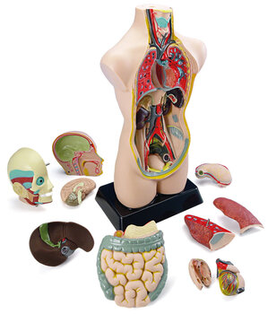 Produktbild von Torso – Anatomie-Set Wie sehe ich von innen aus?