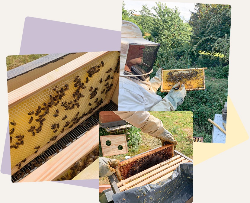 Collage mit Bienen und einem Imker bei der Arbeit