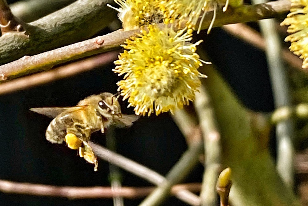 Biene sitzt auf gelber Blume