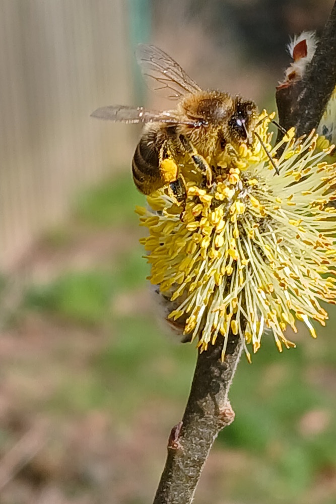 Bienen sitzt auf gelber Blume