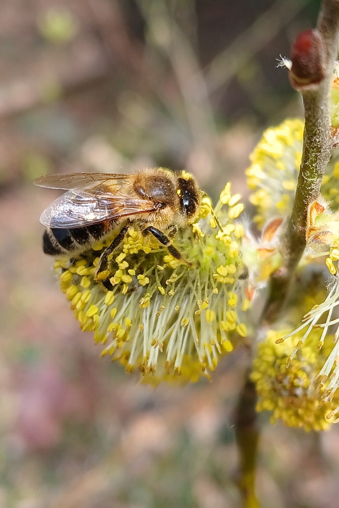 Bienen sitzt auf gelber Blume