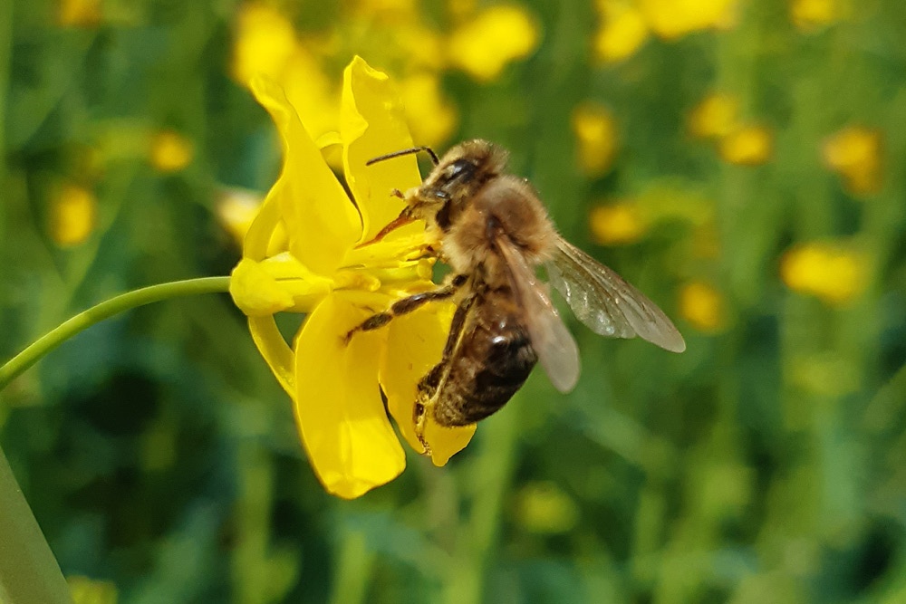 Biene sitzt auf gelber Blume