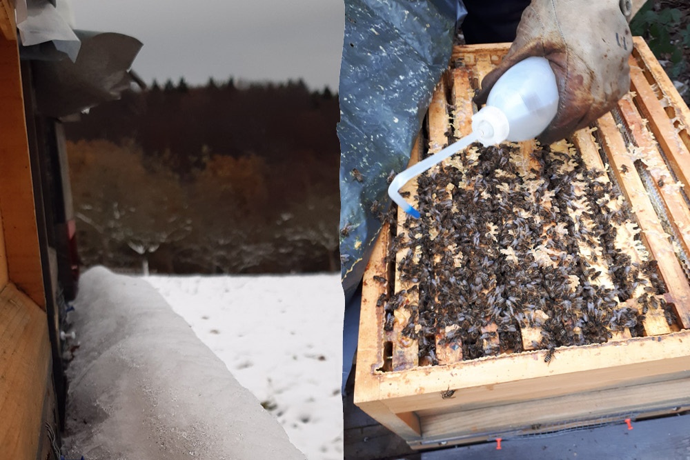 Bienenstock mit Waben