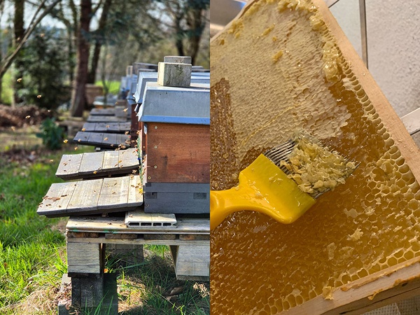 Von Bienenwaben wird Honig abgeschabt