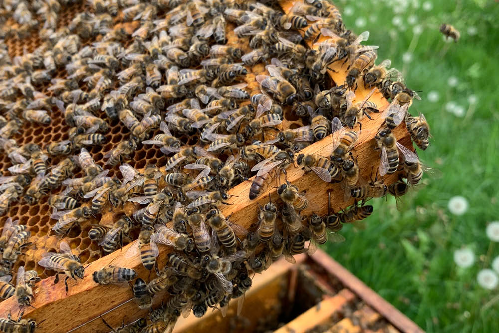 Bienenschwarm an Bienenwabe