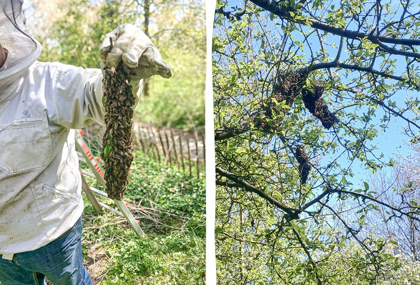 Bienenvolk in der Natur