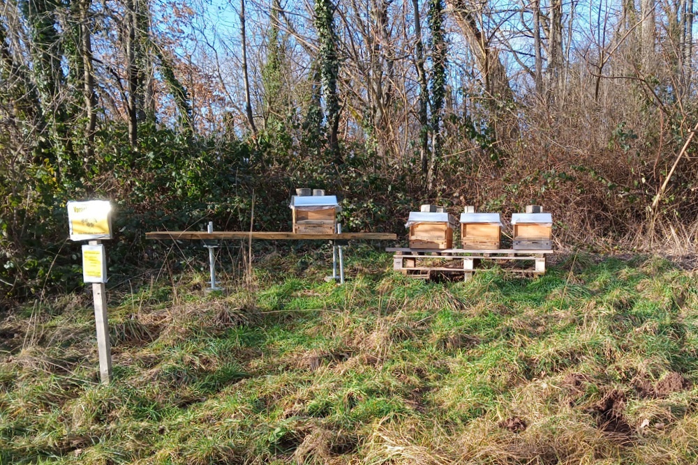 Bienenvolk in der Natur